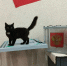 Мяу-бюллетень: кот дважды пытался проголосовать на участке в Ивановской области - Сетевое издание Ивановские новости