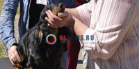 Бесплатные прививки от бешенства получили почти 500 собак и кошек в Костроме - K1News.Ru
