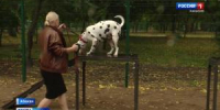 Площадка для дрессировки собак - Вести Хакасия
