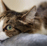 Россия стала лидером рейтинга самых кошачьих стран мира - M24.Ru
