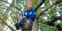 Во Владимире 9-летний мальчик дважды вызывал спасателей, забравшись на дерево - Владимирские Ведомости