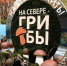 Грибной фестиваль в Мурманске: конкурс костюмов, фудкорты и мастер-классы на Воровского - Вечерний Мурманск