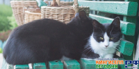 Некоторые продукты могут представлять серьезную опасность для кошек и собак - Кингисепп-сегодня.рф