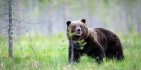 Фото: Piotr Krzeslak/Shutterstock/Fotodom - Ямал-Медиа