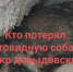 Хозяина енота-потеряшки разыскивают в Костроме - K1News.Ru