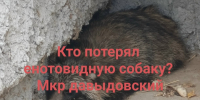 Хозяина енота-потеряшки разыскивают в Костроме - K1News.Ru