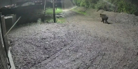 Медведь посреди ночи забрел в Дрокино Красноярского краяфото - Комсомольская Правда