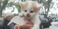 В Ливнах сотрудники пожарной части спасли маленького котенка - Орловский Вестник