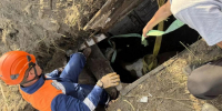 В Красноярском крае корову извлекли из ямы - Наш Красноярский край