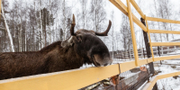 Госавтоинспекция предупредила воронежских водителей об опасности осеннего гона у лосей - Комсомольская Правда