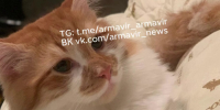 © Скриншот видео из телеграм-канала «ЧП Армавир» - Yuga.Ru