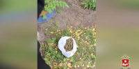 В Черногорске мужчина с пакетом наркотиков гулял во дворе многоэтажки - Республиканская телевизионная сеть