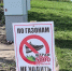 Тольяттинцы за вечер вытоптали газон и уничтожили растения на новой Центральной площади - TLT.Ru
