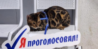 кот Честер выборы - Правительство Московской области
