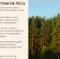 С днём работников леса! - Заповедник Нургуш