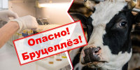 Памятка для населения по профилактике бруцеллеза животных - ЗАТО Знаменск