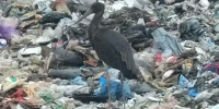 На мусорном полигоне в Калининградской области бродит похожий на трубочиста одинокий аист (фото)   - Новости Калининграда | Фото: Елена - Klops.Ru