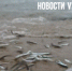Скумбрия загнала анчоуса на берег посёлка Авангард (ВИДЕО) - NewsVl.Ru