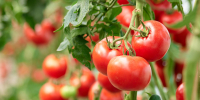 Предприятия консервной отрасли увеличили выпуск томатной продукции на 18% - Правительство КБР