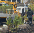 Новый зелёный наряд проспекта Ленина неприхотлив в уходе - SeverPost.ru