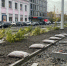 На проспекте Ленина в Мурманске высаживают сирень и многолетники - SeverPost.ru