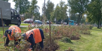 Ежедневная уборка листвы - одно из приоритетных направлений работы на зелёных территориях Петербурга - Комитет по благоустройству