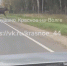 Под Костромой огромный лось перебегал дорогу перед машинами - K1News.Ru