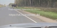Под Костромой огромный лось перебегал дорогу перед машинами - K1News.Ru