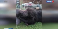 Медведи не отступают - Вести Хакасия