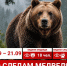 За неделю от красноярцев поступило 97 сигналов о медведях - ИА Запад24