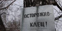 На Ставрополье за минувшую неделю возросло количество укушенных клещами людей - Комсомольская Правда