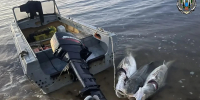 Двое молодых охинцев подозреваются в незаконном вылове калуги - Okha65.Ru