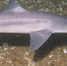 Катран — небольшая колючая акула. Фото Doug Costa / NOAA - DonNews.Ru