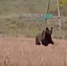 Выбежавшего к машине с людьми медвежонка сняли на видео в Алтайском крае - ТРК Татарстан-Новый век