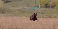 Выбежавшего к машине с людьми медвежонка сняли на видео в Алтайском крае - ТРК Татарстан-Новый век