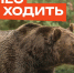 Как защититься от медведя   · не гулять в одиночку.. - Козульский район