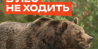 Как защититься от медведя   · не гулять в одиночку.. - Козульский район