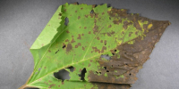 Септориозная пятнистость листьев подсолнечника. - Петропавловский муниципальный район