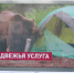 Численность медведей нужно контролировать, иначе ситуация будет усугубляться, - Сергей Иванов - Магаданская областная Дума