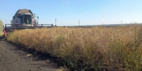 Урожай масличных в регионе перевалил за 140 тысяч тонн - LipetskNews.Ru