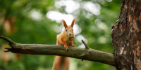 Как подружиться с воронежскими белочками, рассказали специалисты - Bloknot-Voronezh.Ru