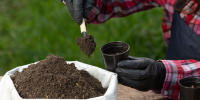Closeup picture of  Gardener's Hands Planting Plant - Газета Восход