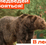 О медведях. - Город Дивногорск