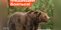 О медведях. - Город Дивногорск