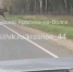 Лось, гуляющий по красносельской трассе, напугал водителей - KrasnoeNews.Ru