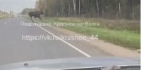 Лось, гуляющий по красносельской трассе, напугал водителей - KrasnoeNews.Ru