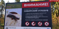 Сыктывкарцев предупредили о необычной «группировке» в Беличьем парке - Bnkomi.Ru