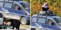 Медведи загнали туриста на крышу машины, порылись в его вещах и порвали палатку - Gubdaily.Ru