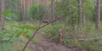 Рыжие «шубки» и 150 кило за полгода: госинспекторы Бузулукского бора засняли лосиное семейство на прогулке - Комсомольская Правда