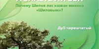 А знаете ли вы, почему Шипов лес назван именно "Шиповым". - Бутурлиновский район